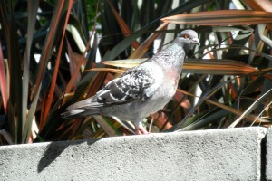Pigeon